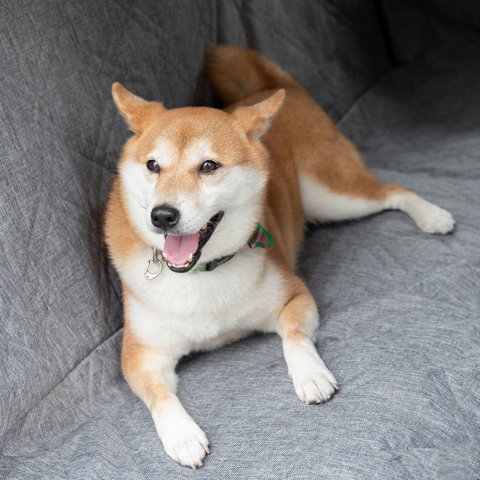 Car Rear Protection Cover — Ideal For Transporting Dogs