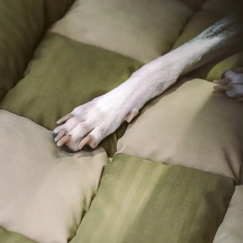 Seggiolino Auto Posteriore Per Cani – Installazione Facile E Stabilità 